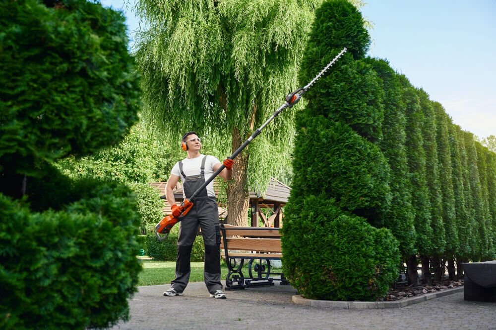 Cost of tree surgery in Cardiff