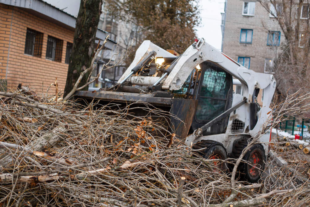 Emergency Tree Service Cardiff