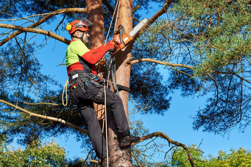 Local Tree Surgeons Cardiff