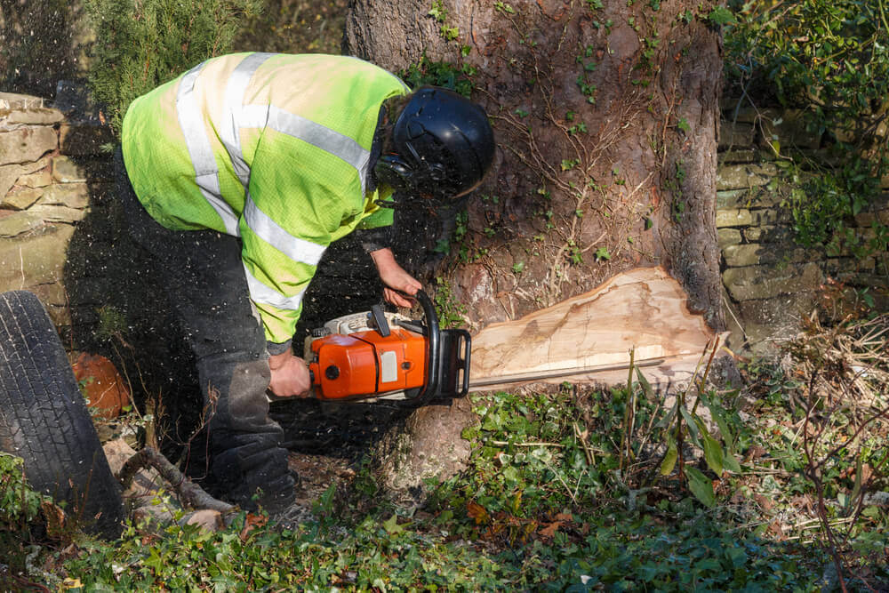 Tree Cutting & Removal Expert