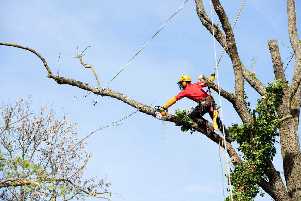 Tree Cutting & Removal Service Cardiff