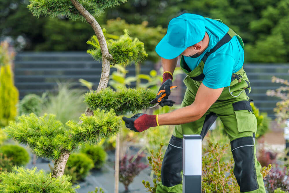 Tree Planting & Maintenance Service