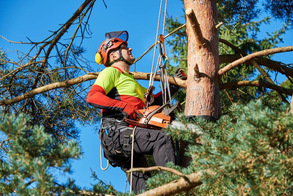 Tree Removal Cardiff