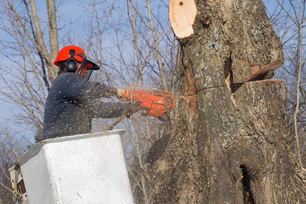 Tree Removal Surgeons