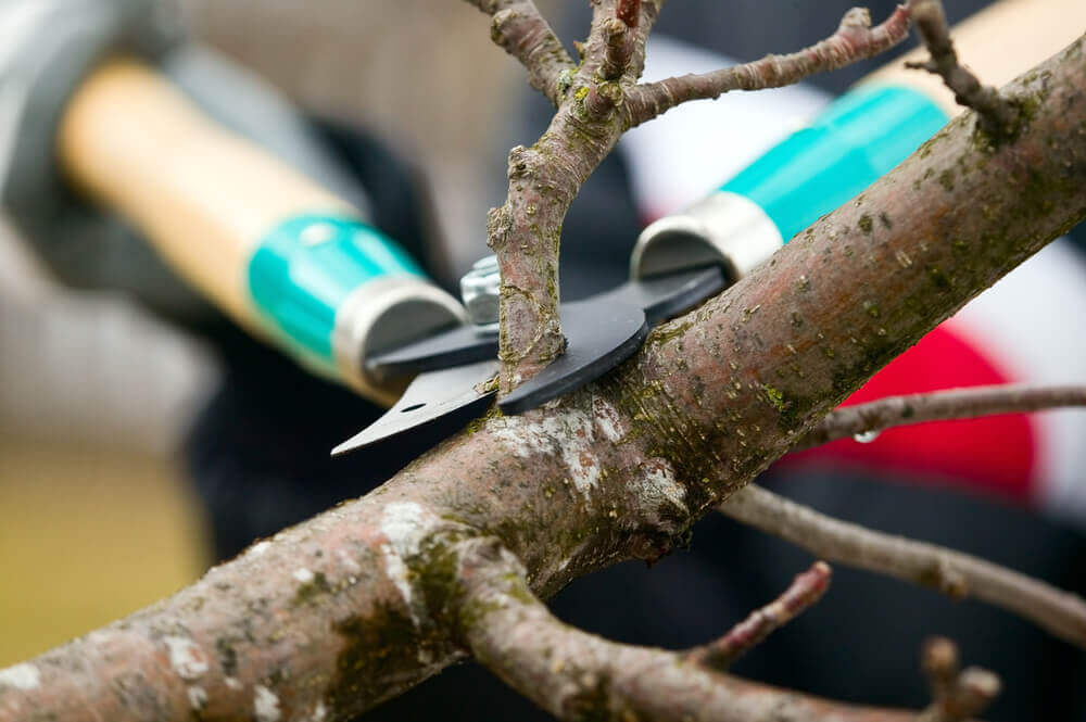 Tree Trimming Cardiff