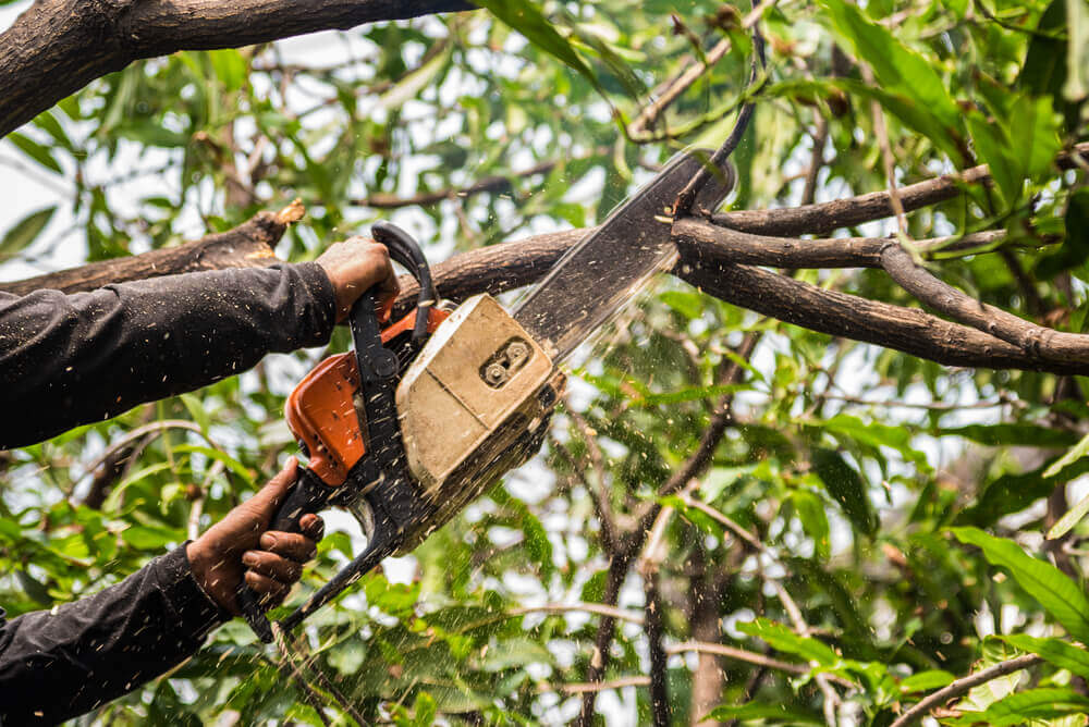 Tree Trimming Surgeon