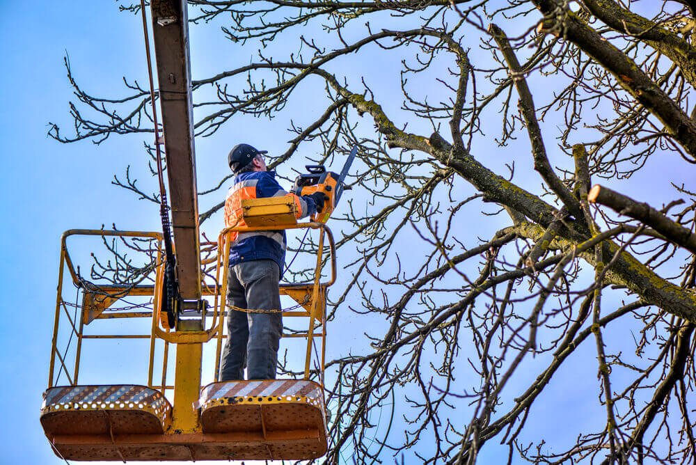 Tree Trimming and Pruning Cardiff