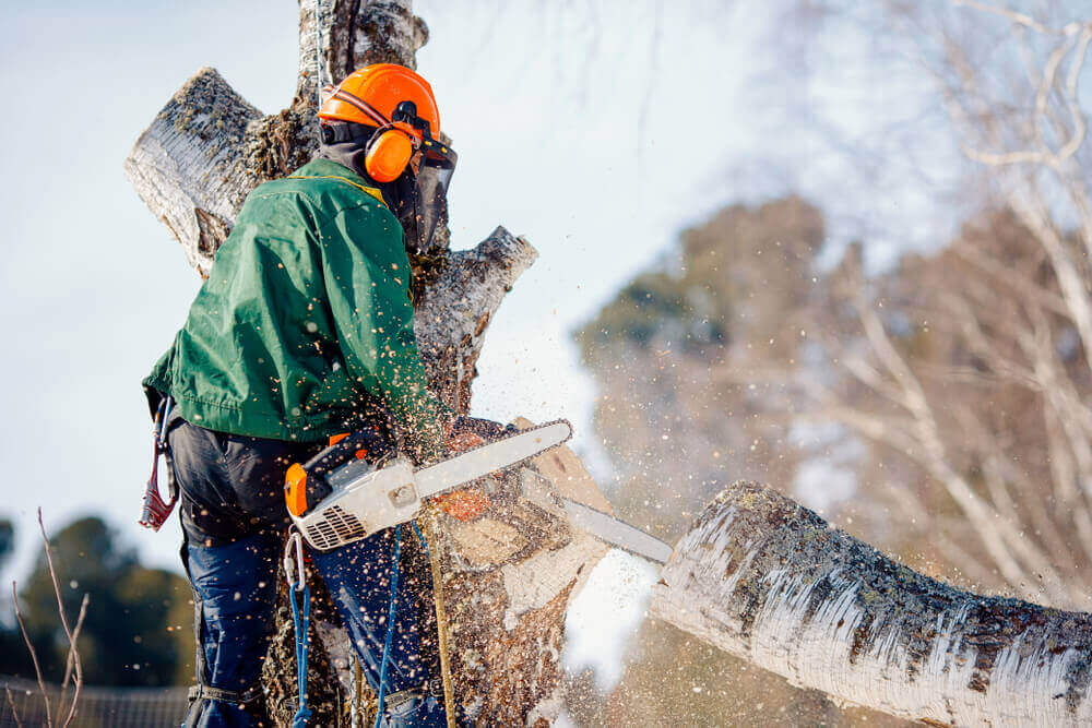 Why need tree removal service