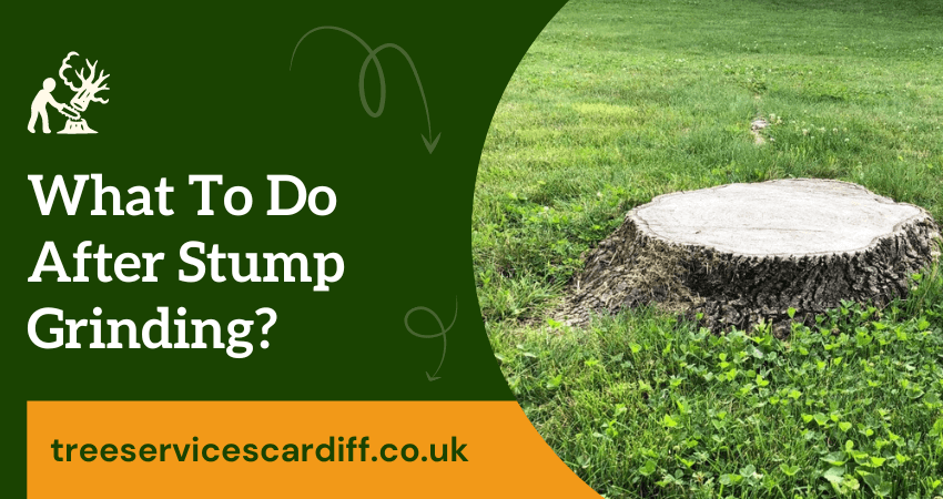 What do after stump grinding